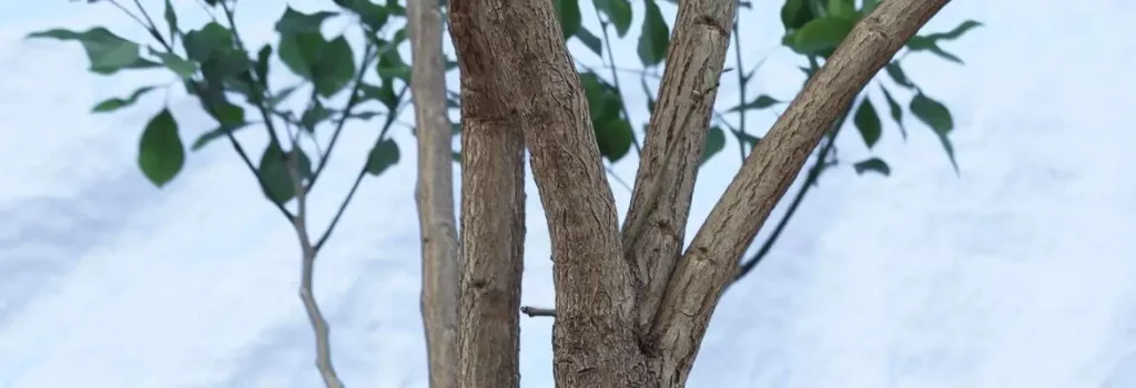 New rat-model study builds evidence backing botanical extract’s blood sugar management properties