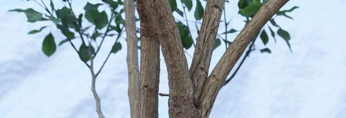 New rat-model study builds evidence backing botanical extract’s blood sugar management properties