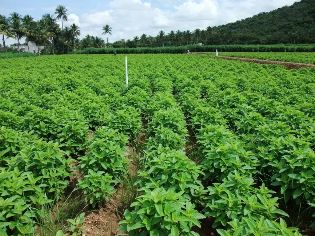 Cultivation of medicinal plants is essential for nutraceutical business: Dr. Muhammed Majeed