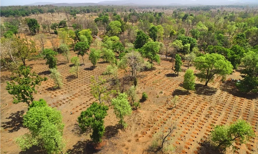 Indian Kino Tree Reforestation, Sami-Sabinsa Group Funds Major Conservation Project in India