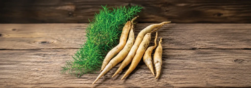 Shatavari Extract